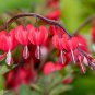 Dicentra Spectabilis Bonsai 200 Seeds