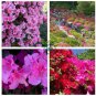 Mixed Japanese Azalea 200 Seeds