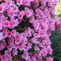 Mixed Japanese Azalea 200 Seeds