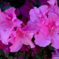 Mixed Japanese Azalea 200 Seeds