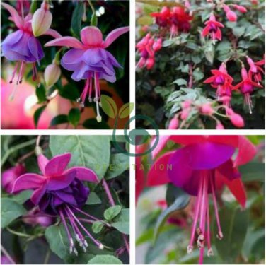Fuchsia 200 Seeds