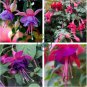 Fuchsia 200 Seeds