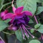 Fuchsia 200 Seeds