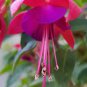 Fuchsia 200 Seeds
