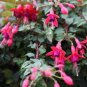 Fuchsia 200 Seeds