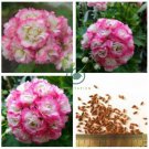 Geranium Hydrangea-shaped peach pink and white  20 Seeds