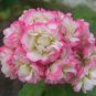 Geranium Hydrangea-shaped peach pink and white  20 Seeds