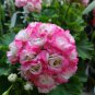 Geranium Hydrangea-shaped peach pink and white  20 Seeds