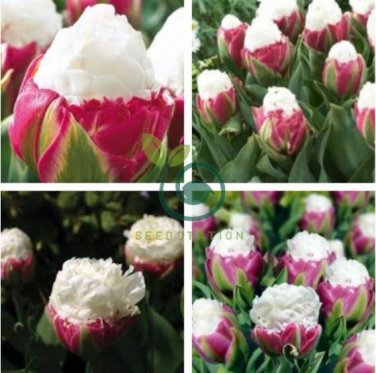 Rare Color Ice Cream Tulip Flower Tulipagesneriana Tulipanes 400 Seeds