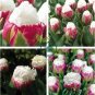 Rare Color Ice Cream Tulip Flower Tulipagesneriana Tulipanes 400 Seeds