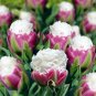 Rare Color Ice Cream Tulip Flower Tulipagesneriana Tulipanes 400 Seeds