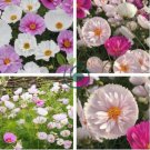 Cupcakes Mix Cosmos 60 Seeds