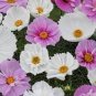 Cupcakes Mix Cosmos 60 Seeds