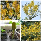 Schizolobium parahyba Yellow Jacaranda Giant Brazilian Fire Fern  4 Seeds