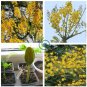 Schizolobium parahyba Yellow Jacaranda Giant Brazilian Fire Fern  4 Seeds