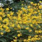 Schizolobium parahyba Yellow Jacaranda Giant Brazilian Fire Fern  4 Seeds