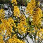 Schizolobium parahyba Yellow Jacaranda Giant Brazilian Fire Fern  4 Seeds