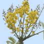 Schizolobium parahyba Yellow Jacaranda Giant Brazilian Fire Fern  4 Seeds