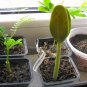 Schizolobium parahyba Yellow Jacaranda Giant Brazilian Fire Fern  4 Seeds