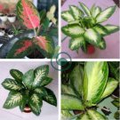 Heirloom Aglaonema Green Taro 100 Seeds