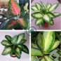 Heirloom Aglaonema Green Taro 100 Seeds