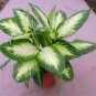 Heirloom Aglaonema Green Taro 100 Seeds
