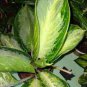 Heirloom Aglaonema Green Taro 100 Seeds