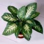Heirloom Aglaonema Green Taro 100 Seeds