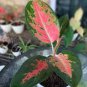 Heirloom Aglaonema Green Taro 100 Seeds