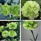 Carnation 'CFPC Jade' Green Dianthus Caryophyllus Flower 400 Seeds