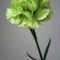 Carnation 'CFPC Jade' Green Dianthus Caryophyllus Flower 400 Seeds