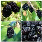 Natural DarK Black Mulberry 100 Seeds