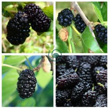 Natural DarK Black Mulberry 100 Seeds