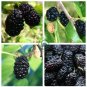 Natural DarK Black Mulberry 100 Seeds