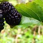 Natural DarK Black Mulberry 100 Seeds