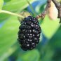 Natural DarK Black Mulberry 100 Seeds