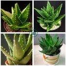 China Aloe Vera Succulent Plant 200 Seeds
