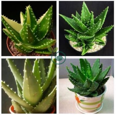 China Aloe Vera Succulent Plant 200 Seeds