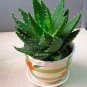 China Aloe Vera Succulent Plant 200 Seeds