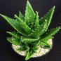 China Aloe Vera Succulent Plant 200 Seeds