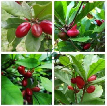 Synsepalum Dulcificum Fruit  60 Seeds
