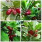 Synsepalum Dulcificum Fruit  60 Seeds
