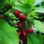 Synsepalum Dulcificum Fruit  60 Seeds