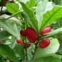 Synsepalum Dulcificum Fruit  60 Seeds