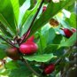 Synsepalum Dulcificum Fruit  60 Seeds