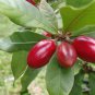 Synsepalum Dulcificum Fruit  60 Seeds