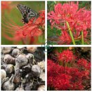 Lycoris Species of Fresh Bulbs Garden Plants 20 Seeds