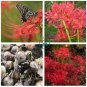Lycoris Species of Fresh Bulbs Garden Plants 20 Seeds