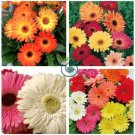 Gerbera Daisy Hybrids Mix Flower  200 Seeds