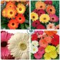 Gerbera Daisy Hybrids Mix Flower  200 Seeds